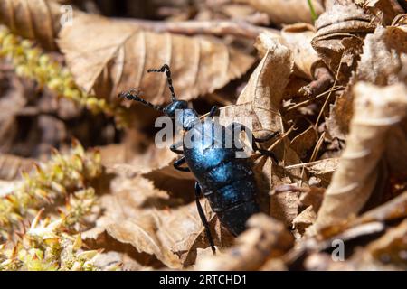 Der violette Ölkäfer Meloe violaceus ist eine Art Ölkäfer, die zur Familie Meloidae gehört. Diese Käfer sind in den meisten Teilen Europas, in EA, zu finden Stockfoto