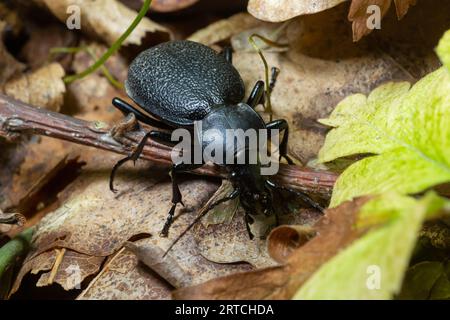 CaraBus coriaceus ist eine in Europa weit verbreitete Käferart, die vor allem in Laubwäldern und Mischwäldern zu finden ist. Nahaufnahme. Stockfoto