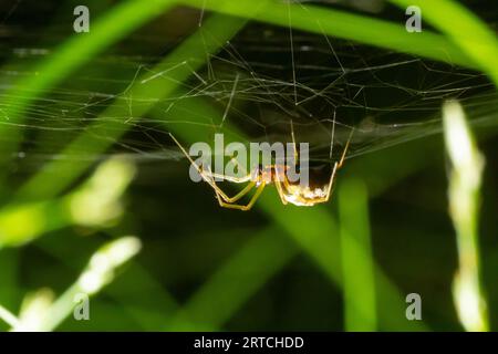 Verschlüsse der Spinne Enoplognatha ovata oder der ähnlichen Enoplognatha latimana, Familie Theridiidae. Auf der Unterseite eines Blattes aus gemeinem Ragwurz Jacoba Stockfoto