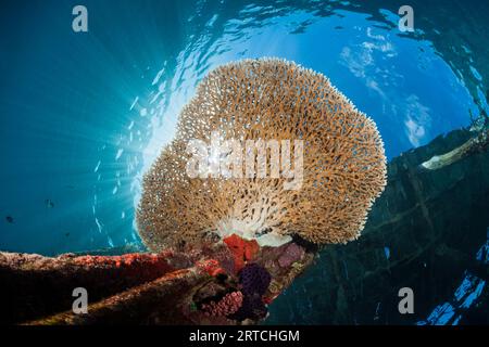 Tafelkorallen, die an Steg, Acropora sp., Raja Ampat, West Papua, Indonesien wachsen Stockfoto