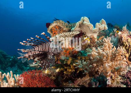 Rotfeuerfische im Korallenriff, Pterois volitans, Raja Ampat, West Papua, Indonesien Stockfoto