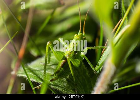 Grüne Heuschrecke auf dem Gras auf einem verschwommenen Hintergrund. Heuschrecke auf einer Blumenmakroansicht. Grasshopper-Profil. Grashopper-Makroansicht. Stockfoto