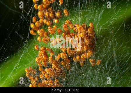 Baby orb Weaver spinnen, Spiderlings, im Nest, Gelb und Schwarz, Makro. Stockfoto
