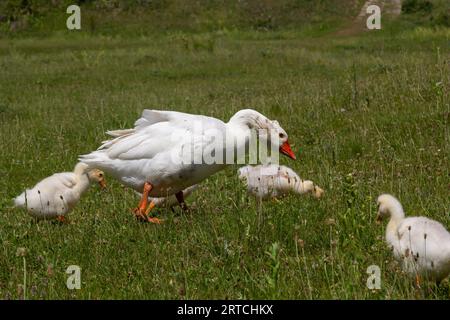 Ägyptische Gänsefamilie in freier Wildbahn. Weibchen, Männchen und Gänse der ägyptischen Gans ruhen im Gras. Erwachsene Gans mit Gänseküken. Spring Bro Stockfoto