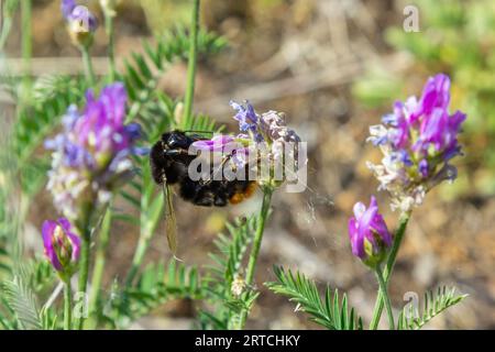 Nahaufnahme Bombus lapidarius, allgemein bekannt als die Rotschwanzmuschel, sammelt Nektar aus der Blüte. Stockfoto