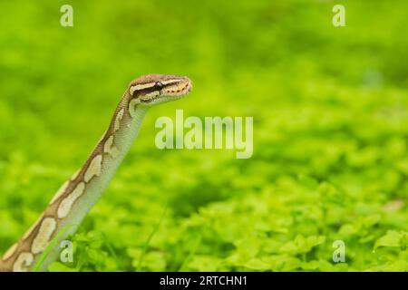 Die junge Pythonschlange Pythonsebae erhebt ihren Kopf in einem isolierten grünen Hintergrund. Porträtaufnahme von Schlange mit isoliertem Hintergrund. Stockfoto