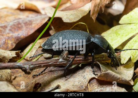 CaraBus coriaceus ist eine in Europa weit verbreitete Käferart, die vor allem in Laubwäldern und Mischwäldern zu finden ist. Nahaufnahme. Stockfoto