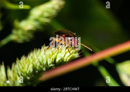 Kupferfarbener Käfer auf Gras in einer natürlichen Umgebung. Sommer, Traumtag. Stockfoto