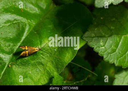 Tellow-verschließte Longhorn-Motte Nemaphora degeerella riesige Antenne. Stockfoto