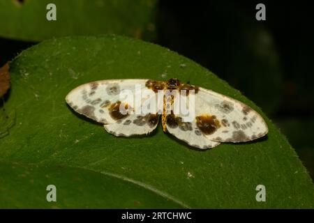 Der gefleckte Schmetterling abraxas sylvata breitet seine Flügel mit braunen Flecken aus. Stockfoto