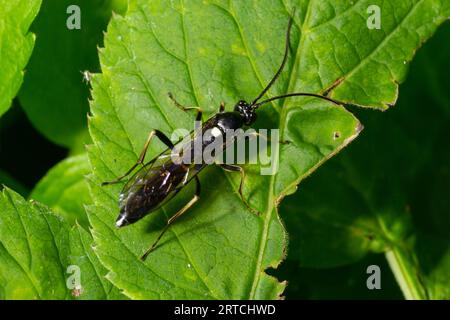 Nahaufnahme auf einem bunten grünen Sägeflug, Tenthredo mesomela auf einem grünen Geraniumblatt im Garten. Stockfoto