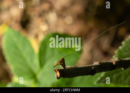 Tellow-verschließte Longhorn-Motte Nemaphora degeerella riesige Antenne. Stockfoto