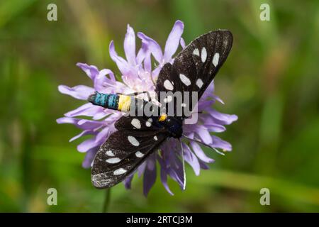 Neunfleckige Motte oder gelber Gürtel burnet, Amata phegea, vormals Syntomis phegea, Makro in Unkraut, selektiver Fokus, Oberer Freiheitsgrad Stockfoto