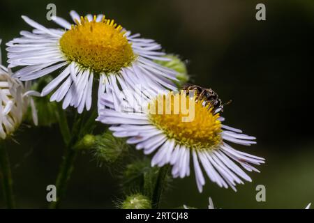 Nahaufnahme einer kleinen Wildbiene auf der jährlichen Fleabane-Blume Erigeron annuus. Stockfoto