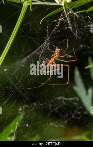 Natürliche Linyphia Triangularis Spider, Sommer sonniger Tag natürliche Umgebung. Makrofoto. Stockfoto