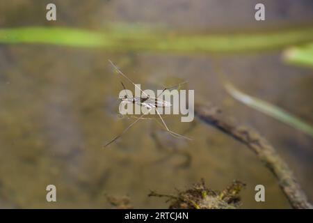 Ein gewöhnlicher Wasserläufer Gerris lacustris auf einer grünen Wasseroberfläche. Stockfoto