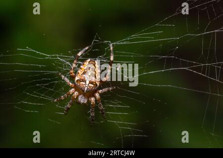 Nahaufnahme einer europäischen Gartenkreuzspinne Araneus diadematus im Netz. Stockfoto