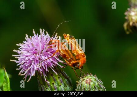 Der gemeine rote Soldatenkäfer auf der blühenden violetten Blume der Speerdistel Cirsium vulgare Nahaufnahme von Rhagonycha fulva, die sich im Frühling reproduziert. Stockfoto