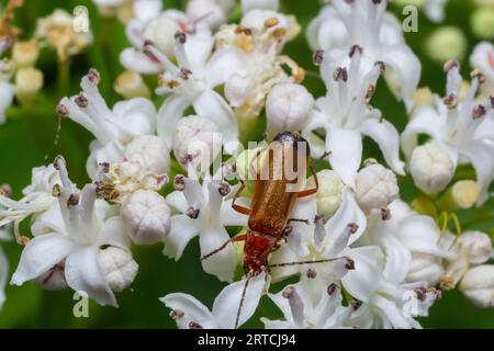 Schwarzer Soldatenkäfer, Rhagonycha fulva, auf weißen Blüten. Stockfoto