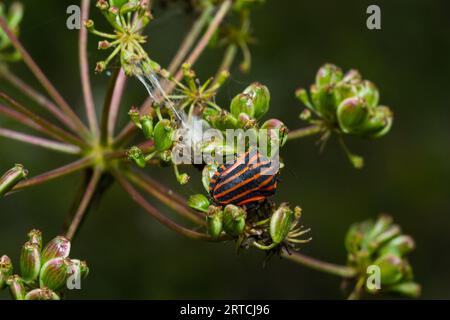 Europäischer Minstrel Bug oder italienischer gestreifter Schildkäfer Graphosoma lineatum, der eine Graskeule erklimmt. Stockfoto