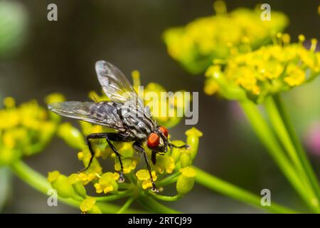 Gewöhnliches Fleisch, das auf einer Wiesenblume sitzt. Europäische Spezies Sarcophaga carnaria. Stockfoto