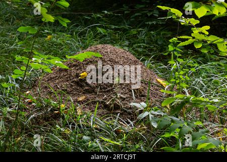 Ein Anthill im Sommerwald. Sommerblick auf den Wald eines großen Anthols. Das Nest besteht aus Kiefernnadeln, die jeweils übereinander gestapelt sind Stockfoto