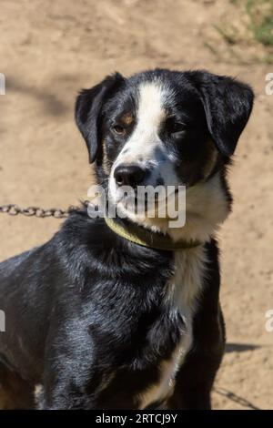 Porträt eines großen, schwarz-weißen, nicht reinrassigen Hundes. Dorfgarten, an einem Seil. Stockfoto