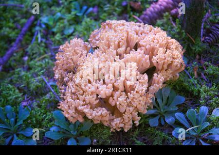 Ramaria pallida weißer Pilz im Wald, der aus dem Moosgrün kommt. Nahaufnahme. Stockfoto