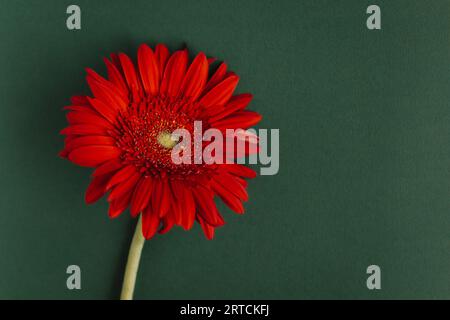 Schöne rote Gerbera-Blume auf dunkelgrünem Hintergrund. Für Text platzieren. Stockfoto