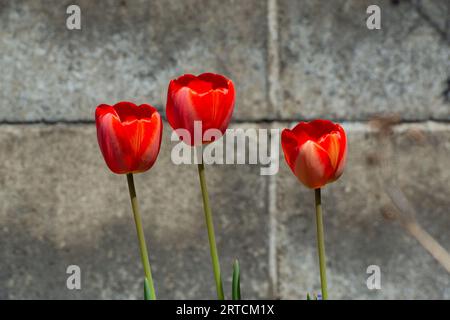 Drei rote Tulpen blühen im Garten Stockfoto