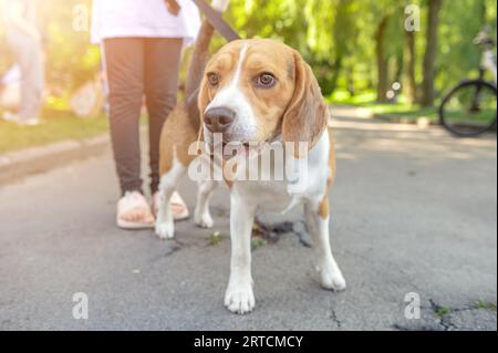 Beagle-Hund im Park. Junge Frau mit Beagle-Hund. Stockfoto