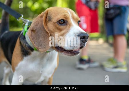 Beagle-Hund im Park. Müder Beagle-Hund draußen. Stockfoto
