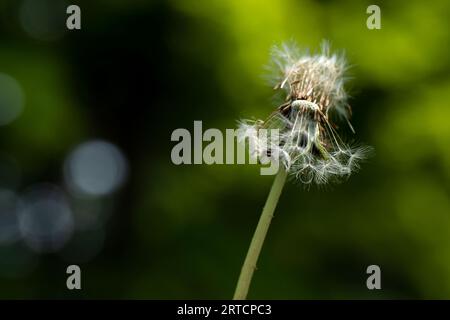 Löwenzahn auf grüne Bokeh Hintergrund Stockfoto