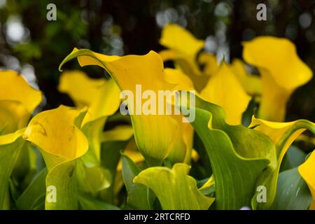 Nahaufnahme gelber Bokeh-Hintergrund der Calla-Lilie Stockfoto