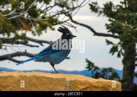 Ein hellblau-schwarzer Stellar’s Jay, Cyanocitta Stelleri am Bryce Point Aussichtspunkt im Bryce Canyon National Park, Utah. Stockfoto