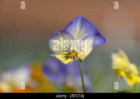 Nahaufnahme von Stiefmütterchen im Garten mit verschwommenem Hintergrund. Stockfoto