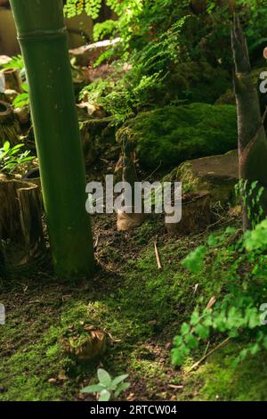 Bambussprossen, die zwischen großen Bambusstämmen wachsen Stockfoto