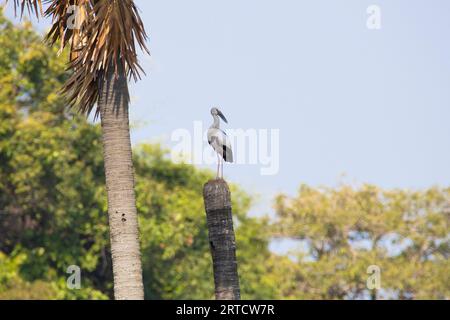 Asiatischer offener Scheckstorch auf einem Baum Stockfoto