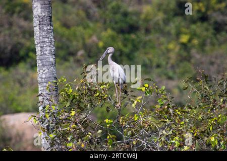 Asiatischer offener Scheckstorch auf einem Baum Stockfoto