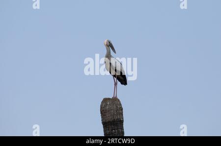 Asiatischer offener Scheckstorch auf einem Baum Stockfoto