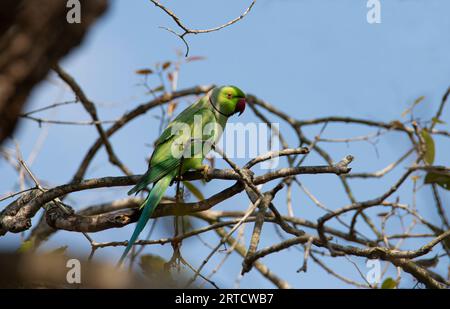 Rosenberingter Sittich auf einem Baum - grüner Papagei Stockfoto