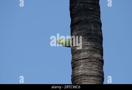 Rosenberingter Sittich auf einem Baum - grüner Papagei Stockfoto