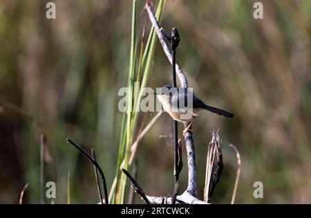 Aschiger Prinia oder aschiger Wren-Warbler (Prinia socialis) in den Feuchtgebieten Indiens Stockfoto