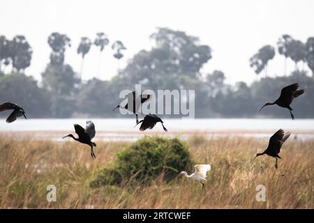 Hochglanz-Ibis fliegen über die Felder Stockfoto
