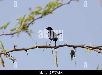 Indischer robinvogel auf einem Zweig Stockfoto