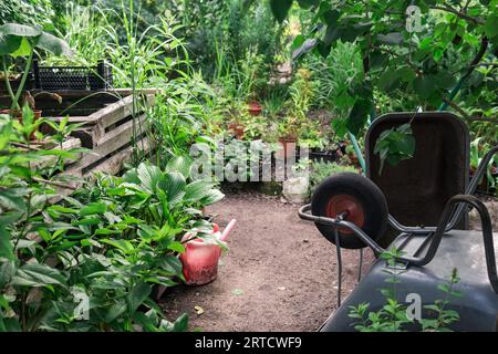 Gartengeräte, Schubkarren und Bewässerung können zwischen Pflanzen im Garten eingesetzt werden Stockfoto