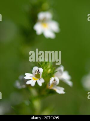 Augenbraue, Arnside, Milnthorpe, Cumbria, Großbritannien Stockfoto