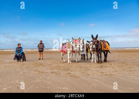 Jake Redford mit seinen Blackpool-Eseln, wo seine Familie seit den 1950er Jahren Esel am Strand hatte Stockfoto