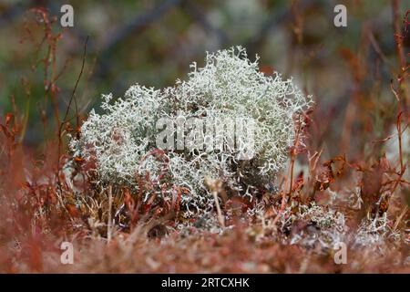 Rentierflechten, Cladonia rangiferina Growing on the Ground, New Forest, England, Vereinigtes Königreich Stockfoto