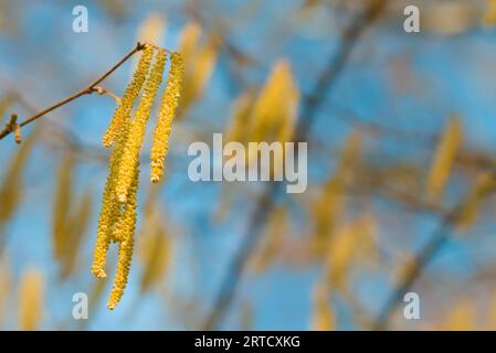 Golden Catkins, Flowers of the Hazel Tree, Corylus avellana, On A Sunny Day, New Forest, England Großbritannien Stockfoto